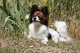 EPAGNEUL PAPILLON 100